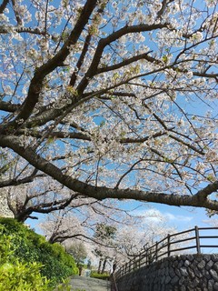 DSC_0441.jpg